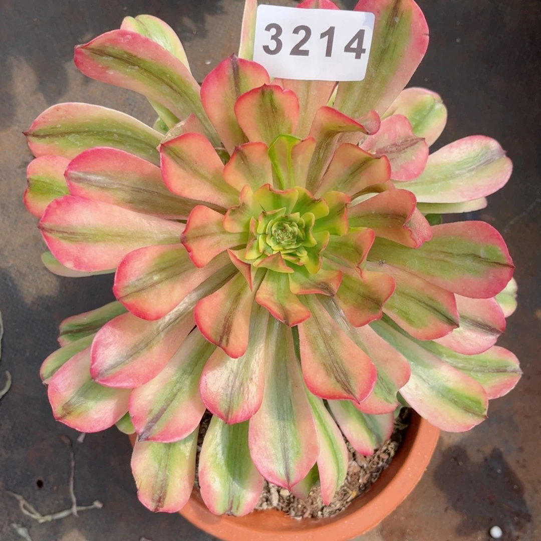 粉钻多肉发货发货