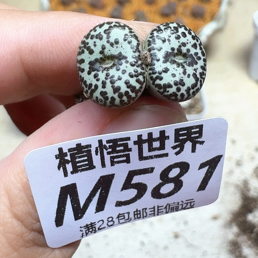 多肉植物的润泽地dc