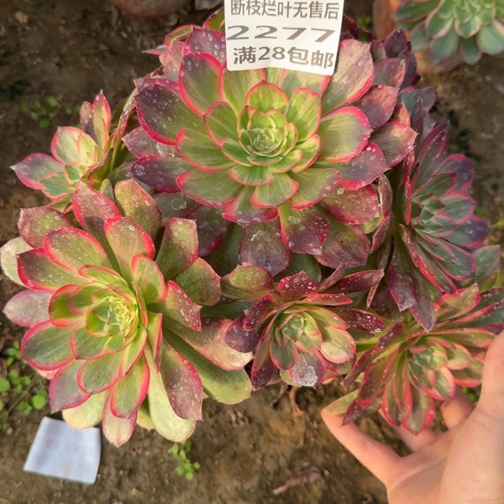 2277二号棚莲花座A