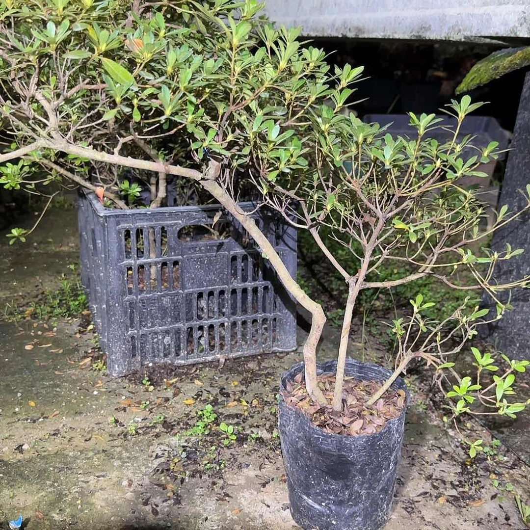 无花朵有花朵若会