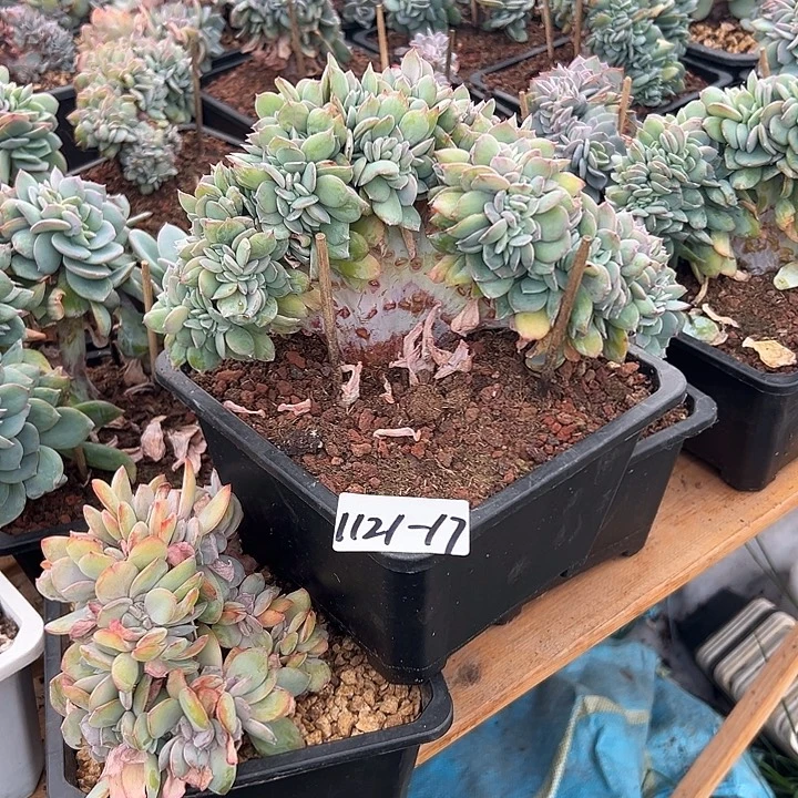 鼓***喵1121-17白凤缀多肉