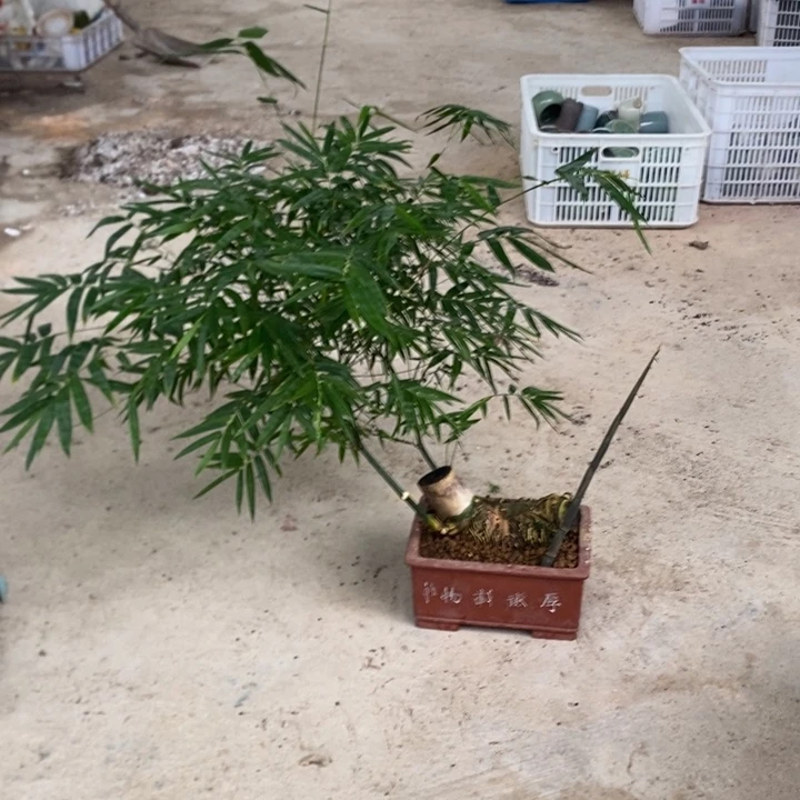 *****以实际为准退款拉黑拉黑紫砂簕竹LL京东木架