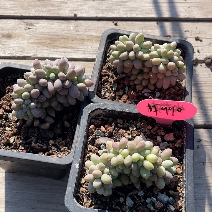 汤圆缀化多肉植物990