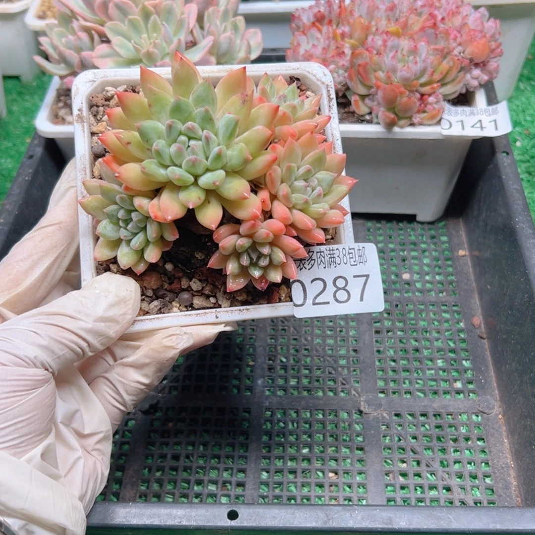 多肉一物＿拍植物0287