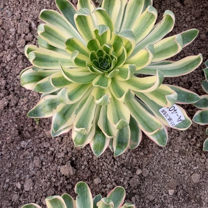 一***你401青莲多肉12123456788