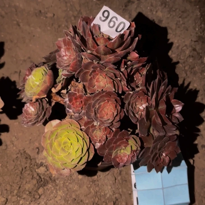 960千面男爵多肉植物不售后