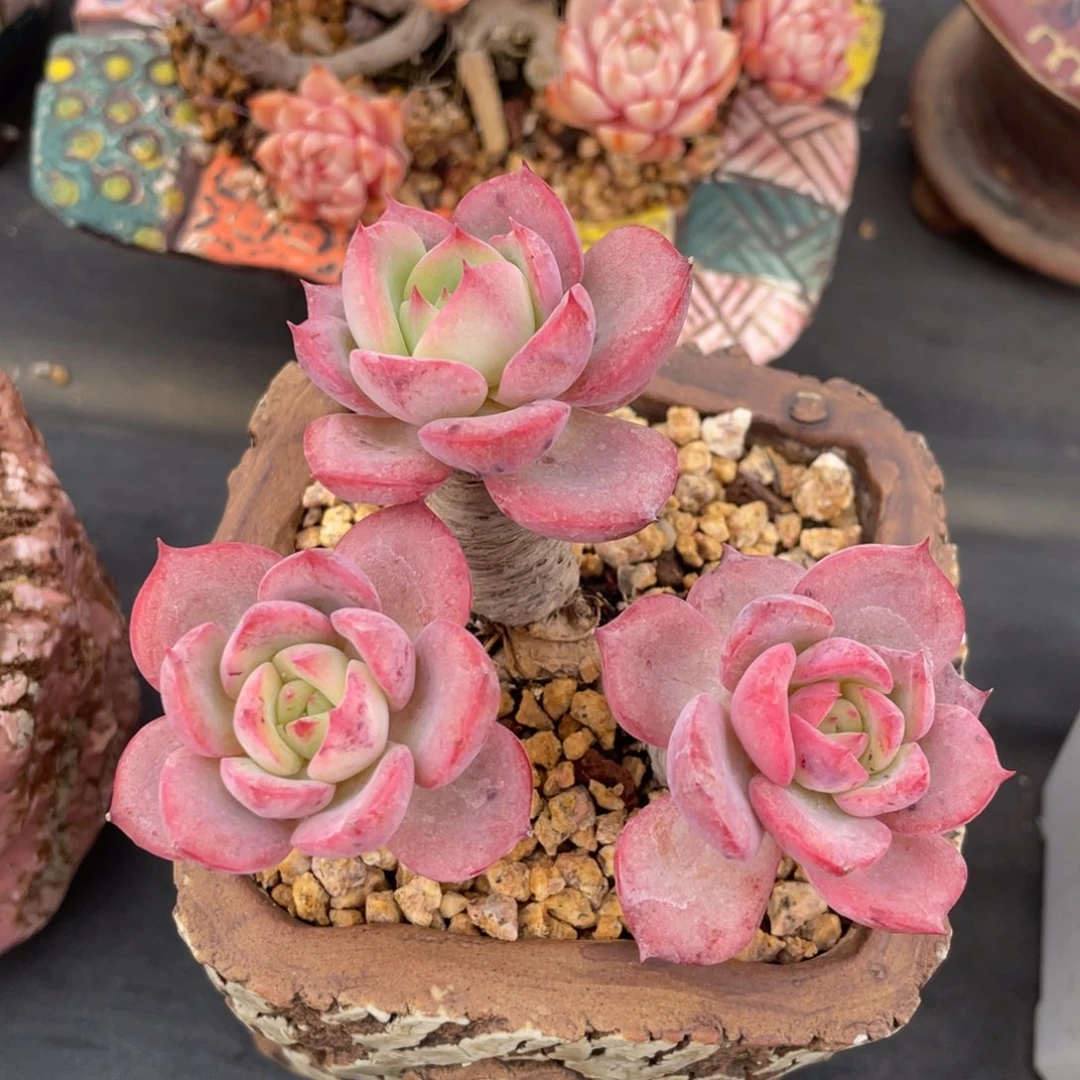 景天科属杂交老桩