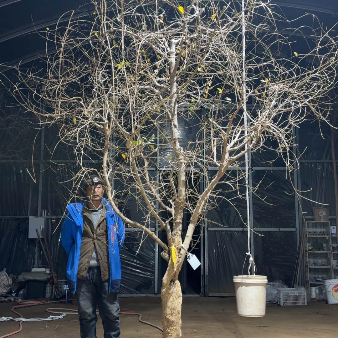 糖***糖完全开放石榴树888888