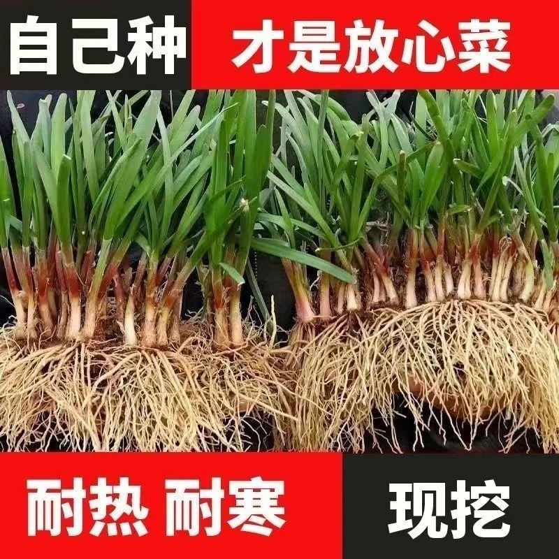 正宗头茬四季紫根红根韭菜根苗大宽叶韭菜新鲜韭菜根阳台盆栽韭菜
