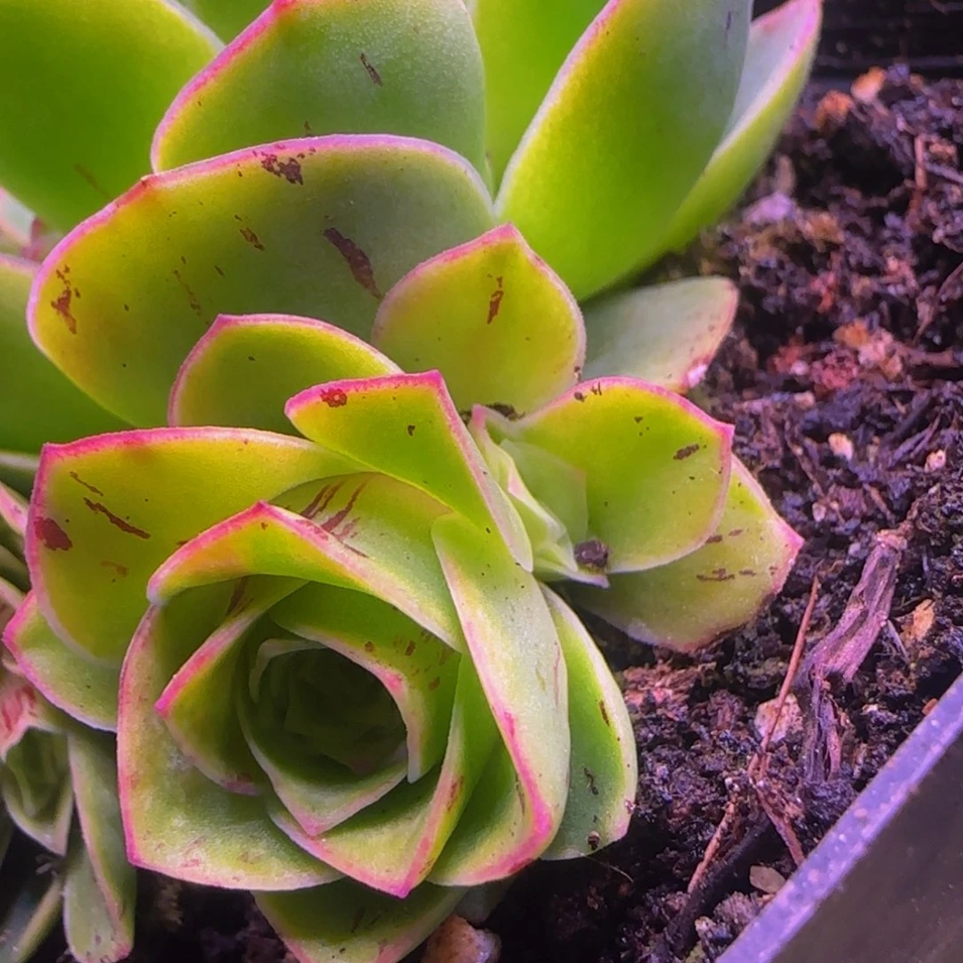 半*演侧芽11376724686435683534