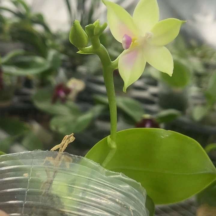 当前无花栽培后可以开花粉贝交白贝