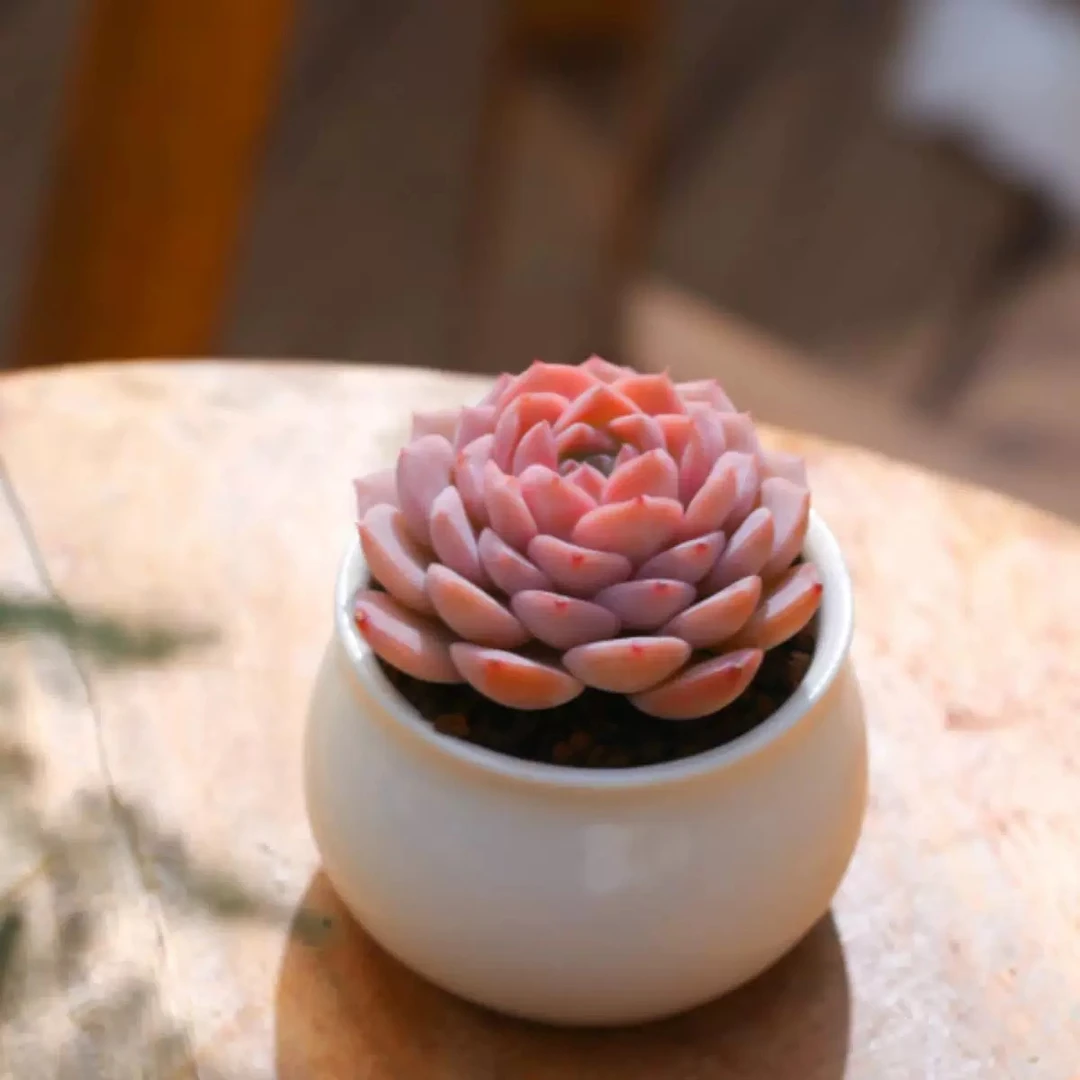 （凑满15包邮）恩宠多肉盆栽 6厘米育苗盆带盆栽好