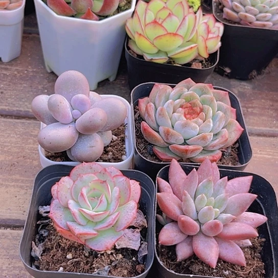 葡萄珍妮。奶酪。克罗地亚。蜻蜓