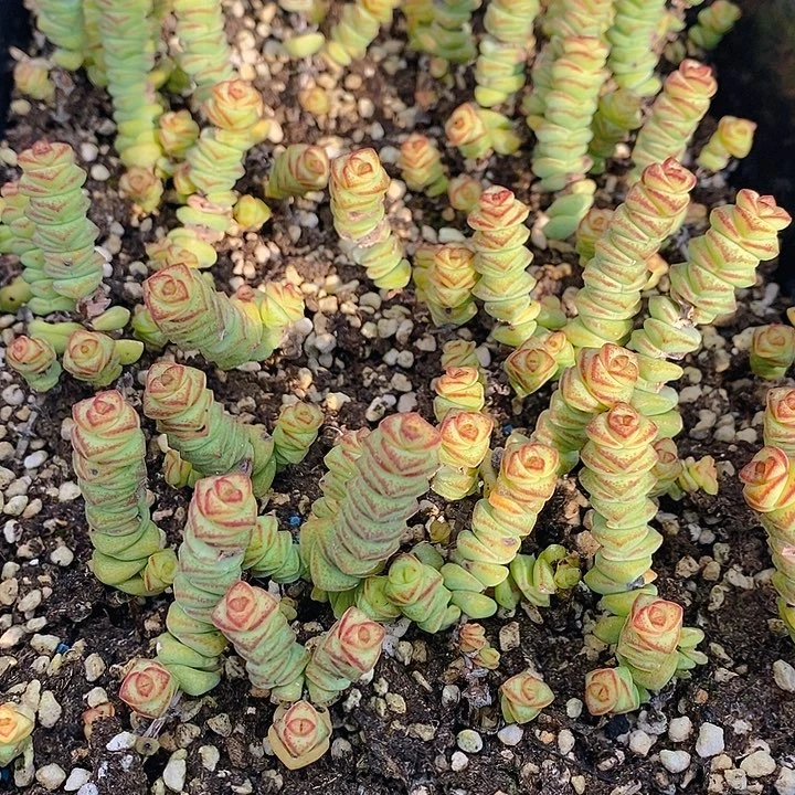 13 多肉植物盆栽花卉植物