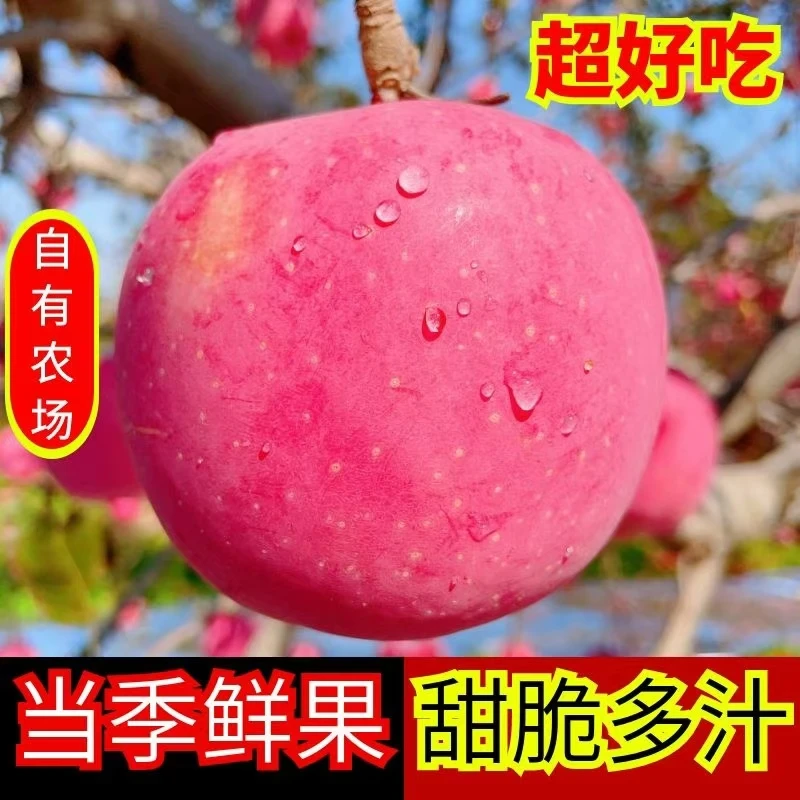 山东烟台红富士苹果栖霞苹果产地直发当季新果脆甜多汁4.5斤