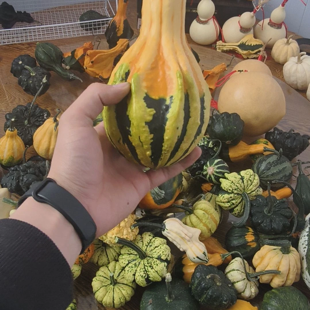 美***家墨西哥文玩葫芦大的一个