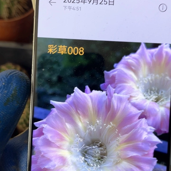 彩草008五公分以上满18包邮