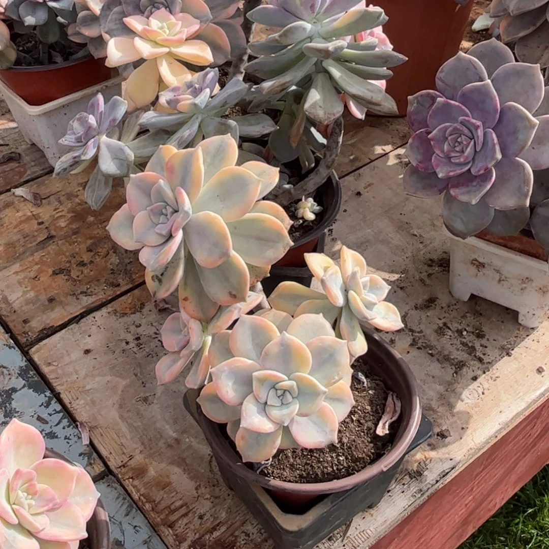 紫乐锦多肉植物老桩