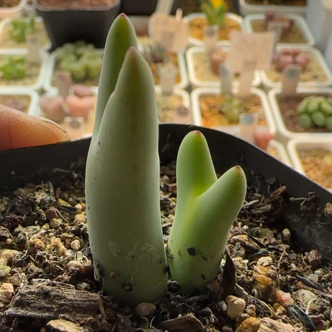 【闪购商品】1189毛将有伤当天28包邮非偏远