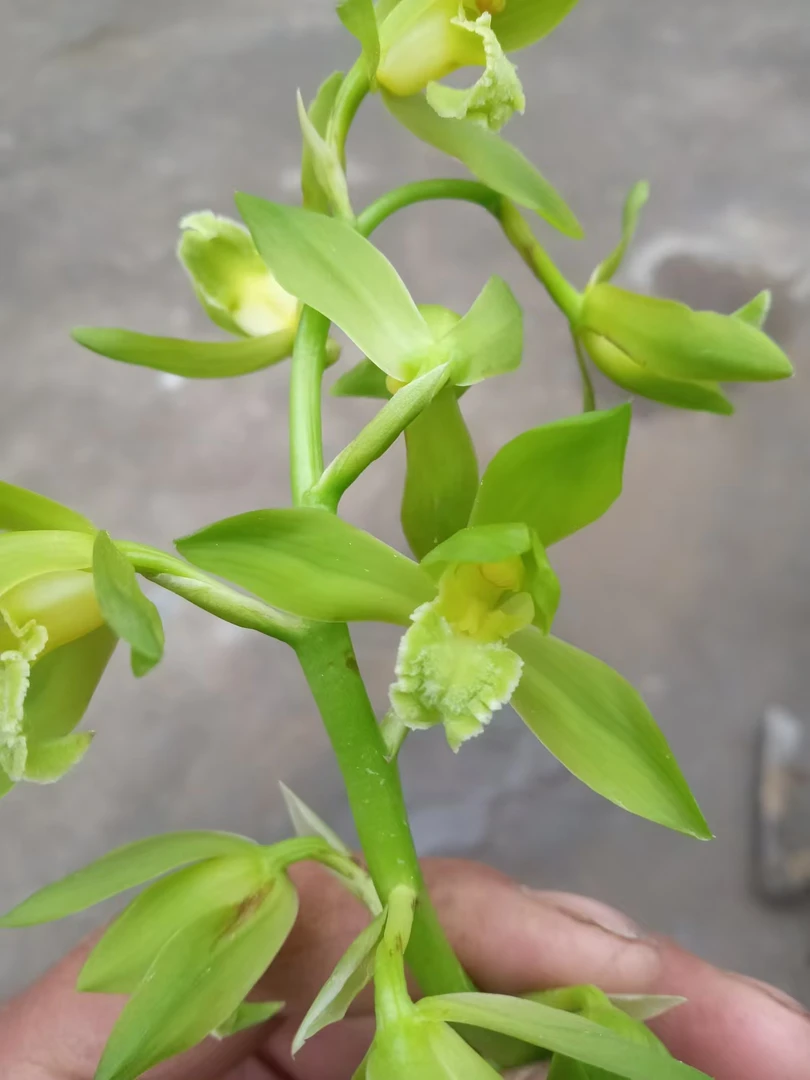 蕙兰素心花绿素蕙兰九节兰素心带开老的花对版，发一颗兰花