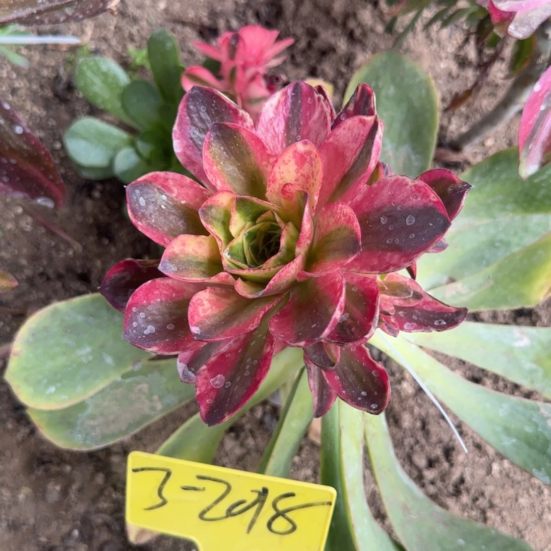 3-2018-++多头多肉植物