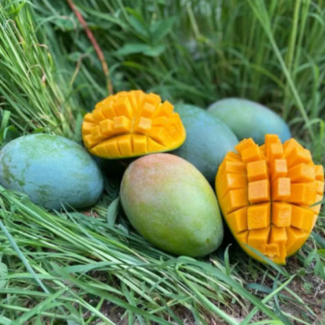 正宗【攀枝花凯特芒果】攀枝花凯特芒果当季新鲜现摘现发香甜多汁