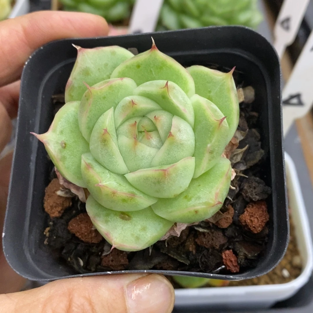 精品多肉一物一拍不包整52