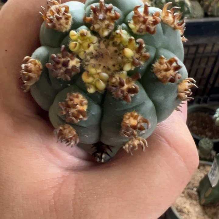 苗接九刺猫爪仙人球3471号