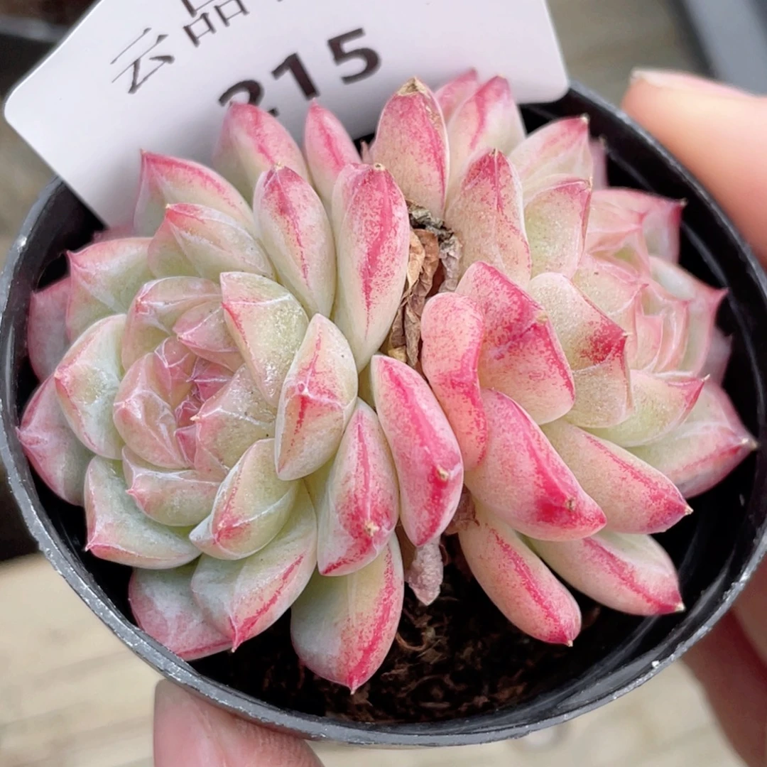 215号糖心冰心珍妮