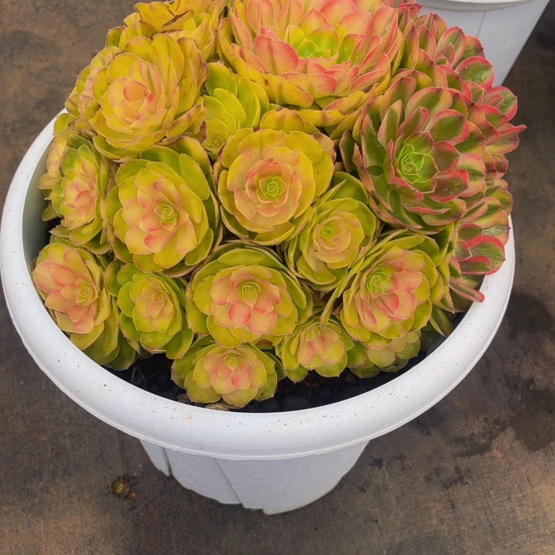 【雨荷】群生多肉植物万圣节变异老桩大手捧