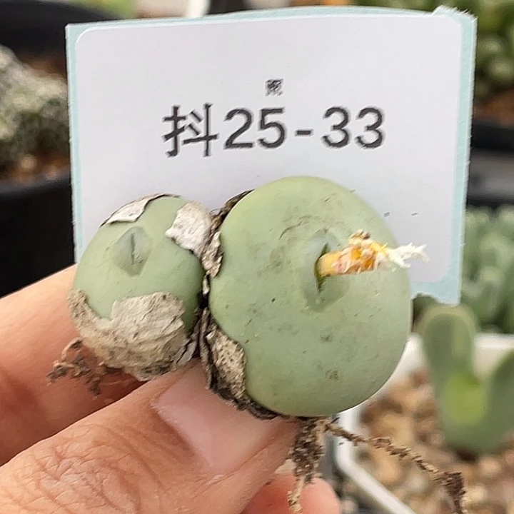 水***冻25-33肉锥多肉植物