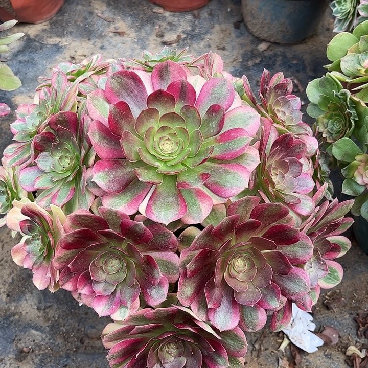 多肉植物法师雨荷38