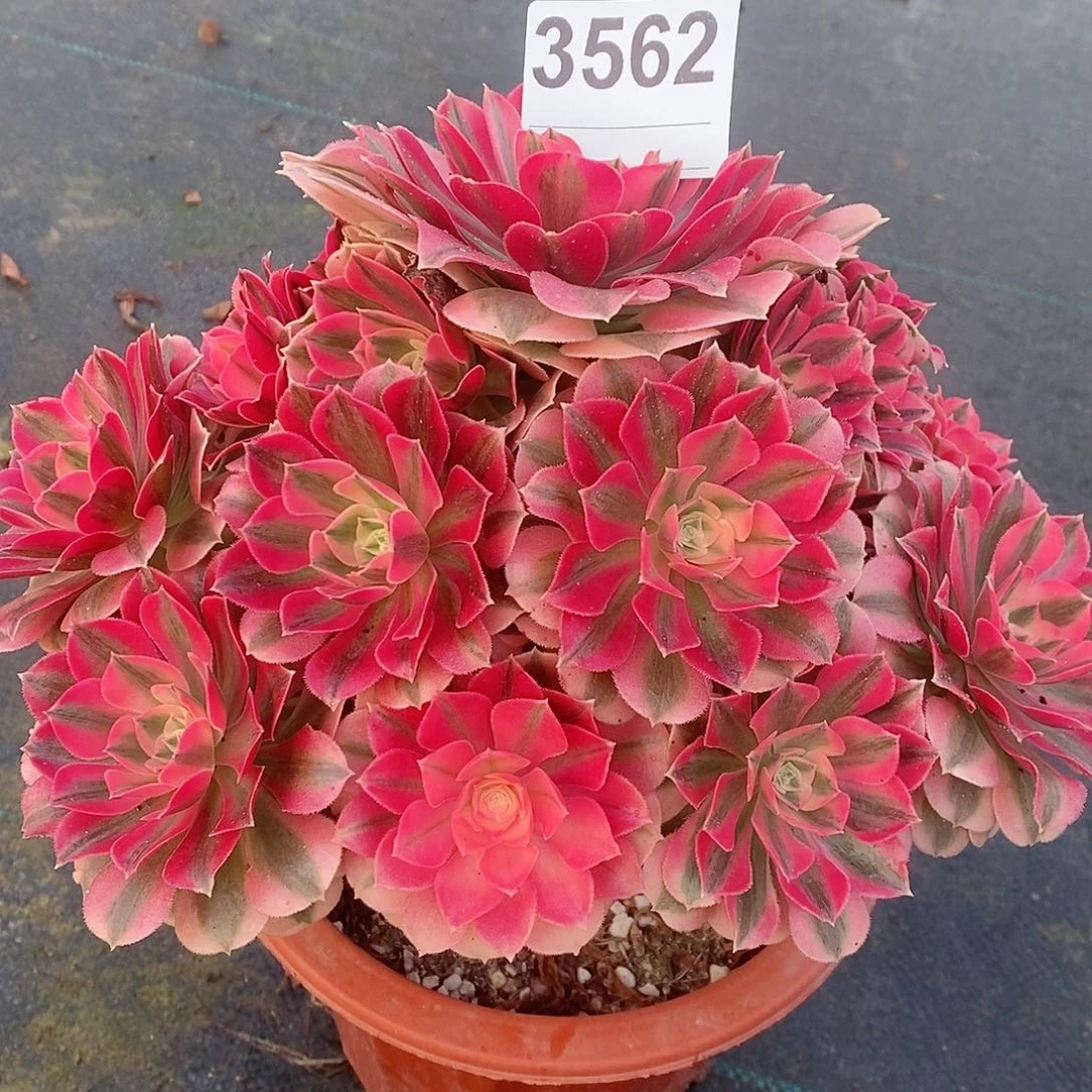 红陶3562女巫多肉