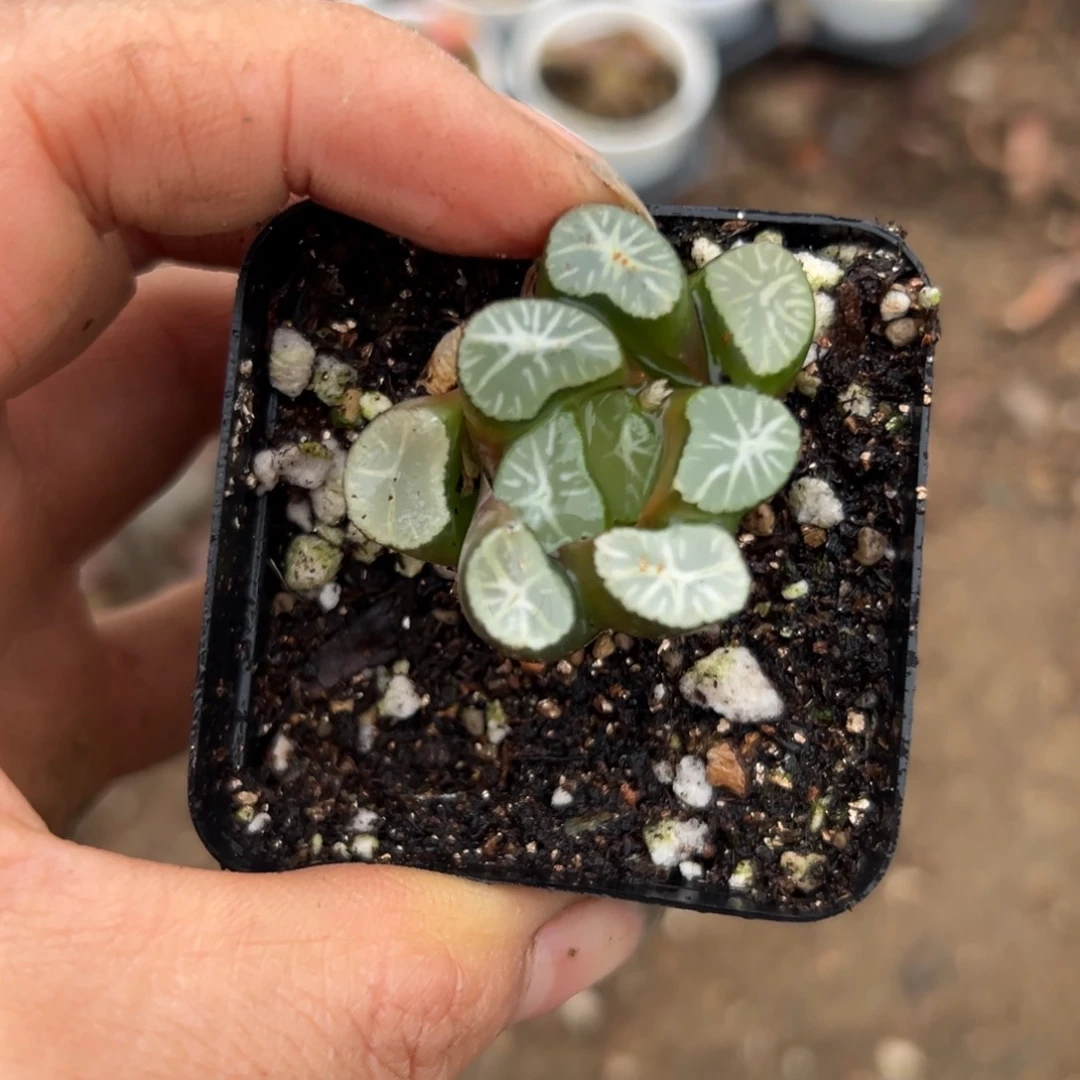 父母亩植物中央音乐学院