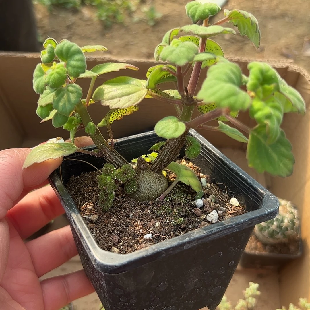 多肉植物爱世延命草