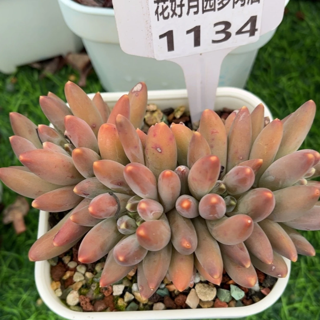 多肉植物1134 满30包邮