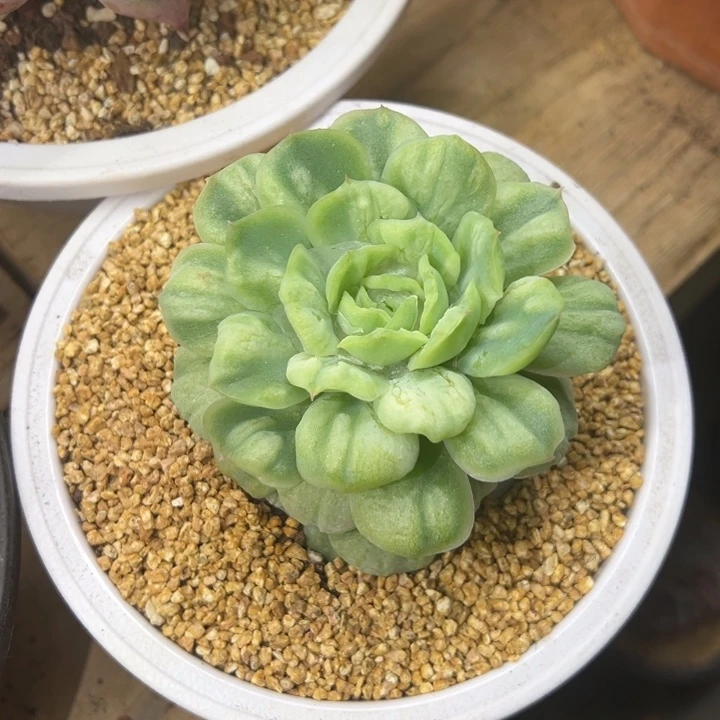 泡泡纱裙 夏鸣园艺