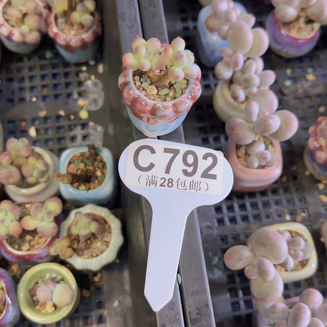 C792萤火虫一物一拍