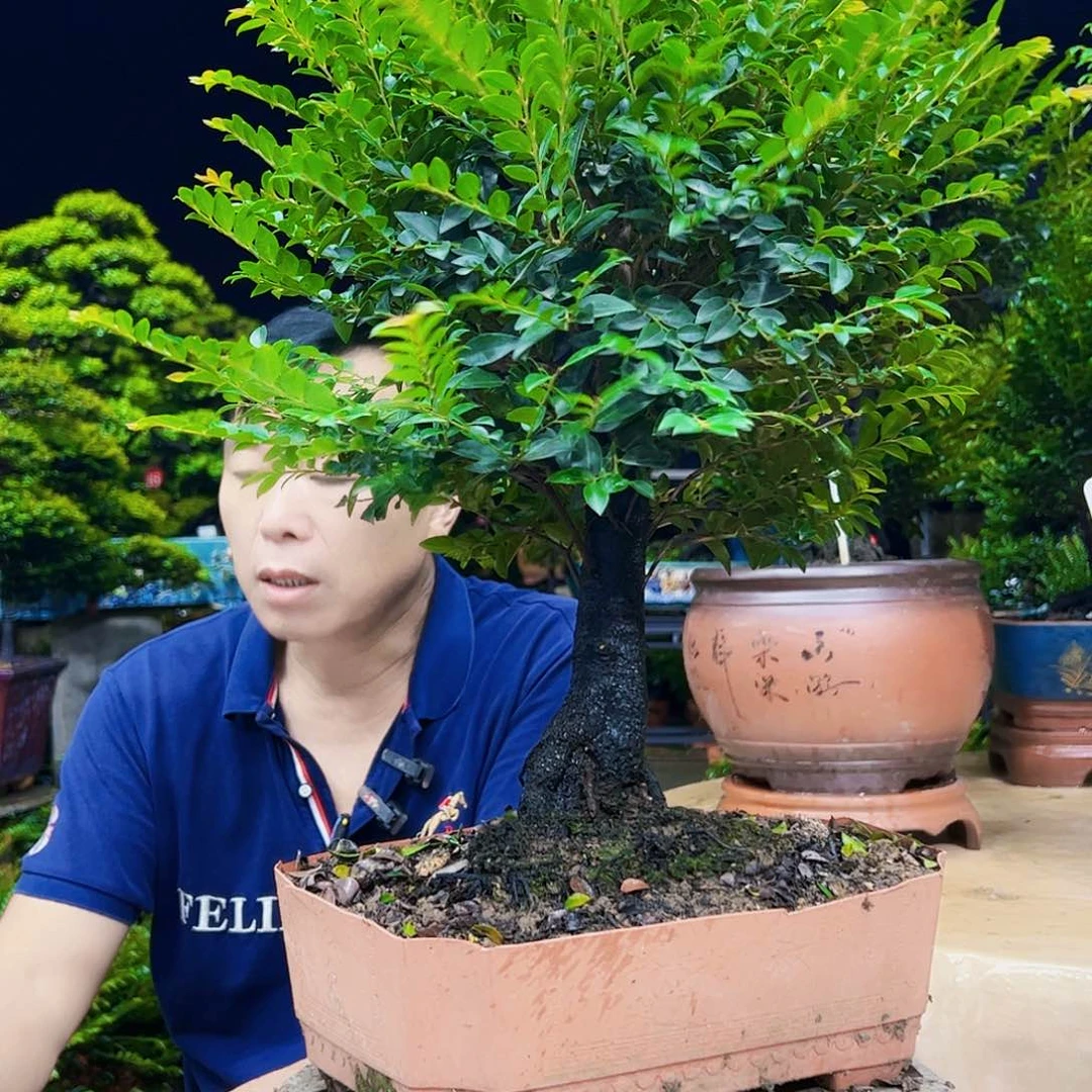 当前无花朵，栽培后可花朵热**活