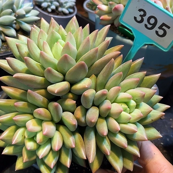 多肉植物米其林群395