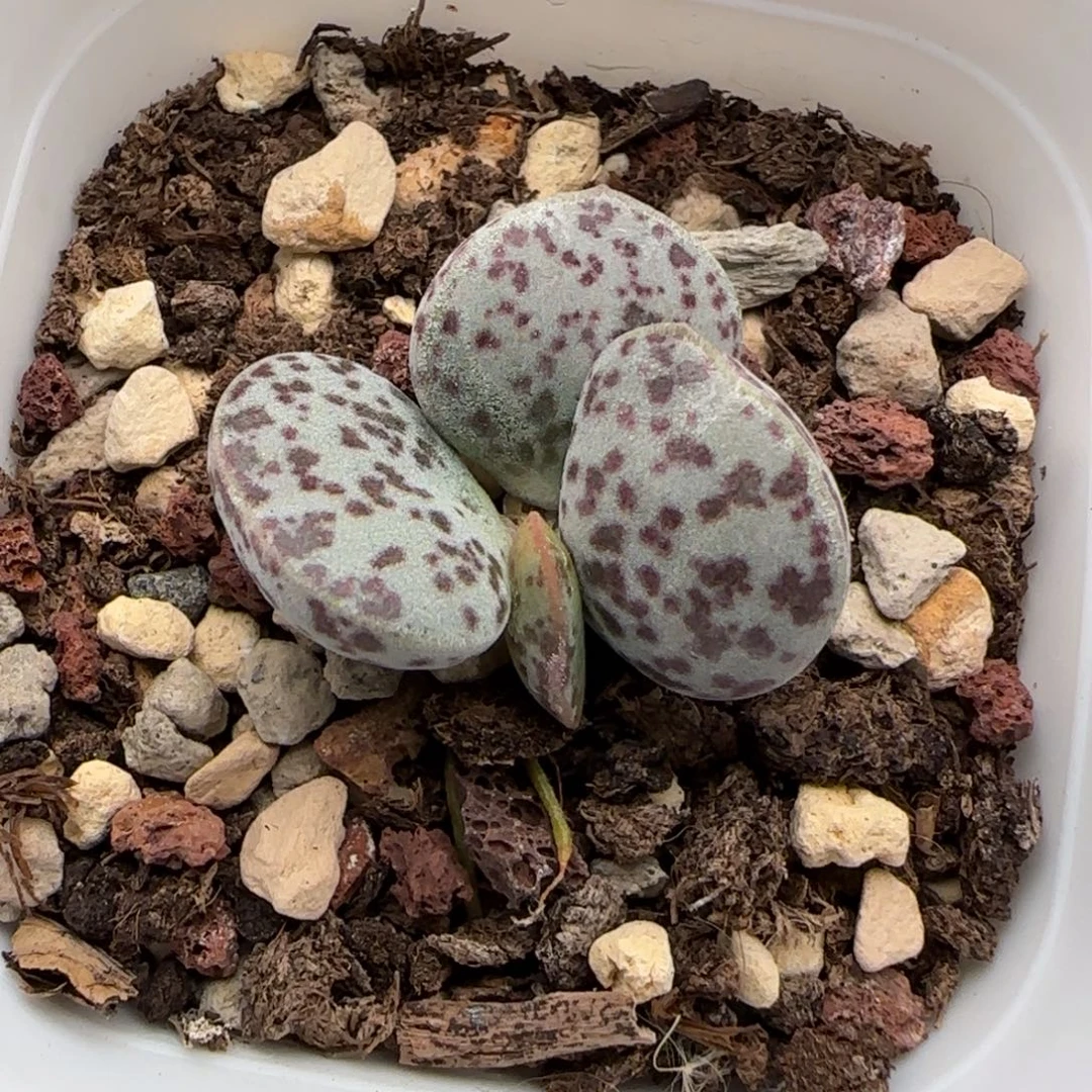花蛋水泡多肉植物