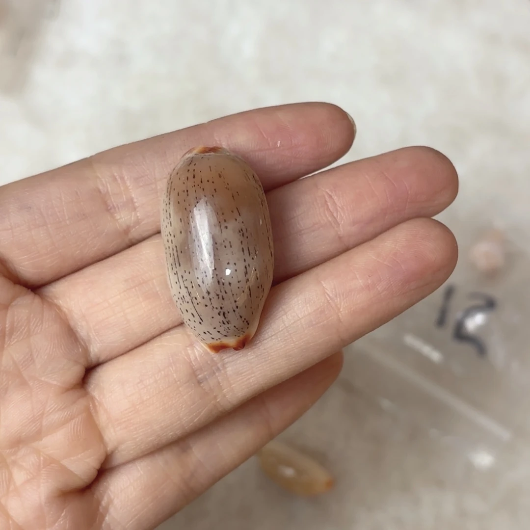 蓝***虾天然海螺标本福利