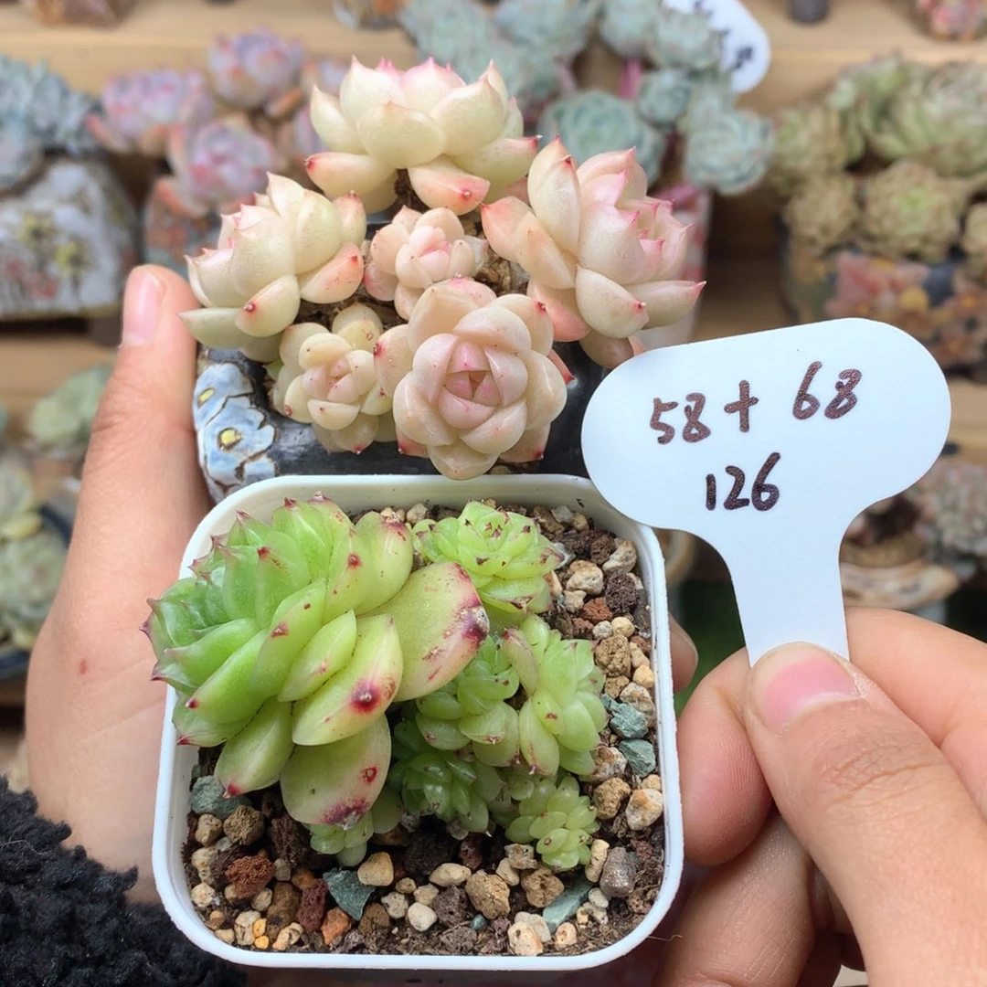 端**雪两颗一起麦秆新粉