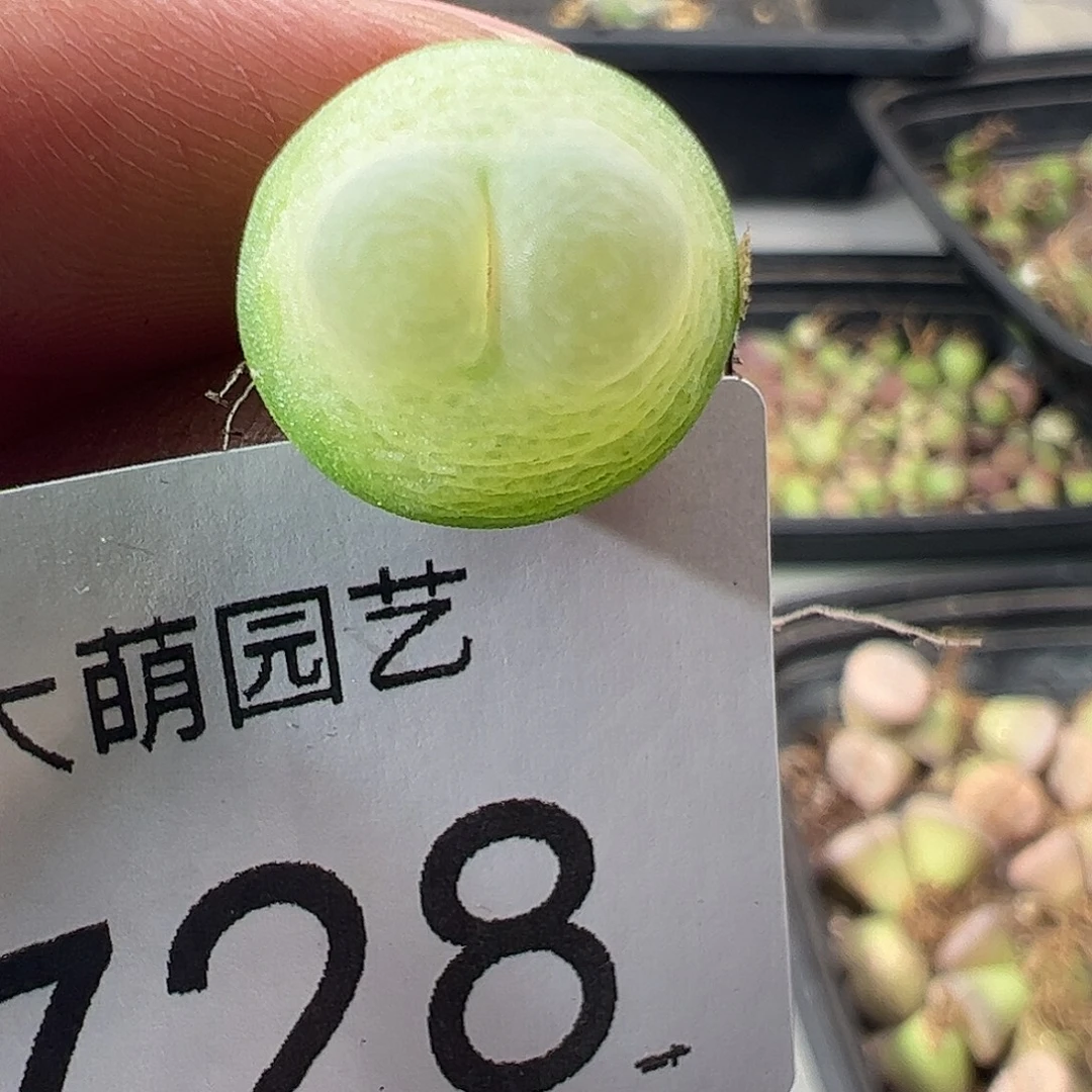 一物一拍脱土发。    728