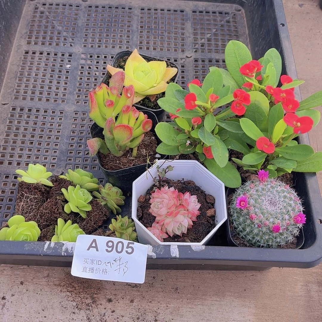 多肉905多肉植物
