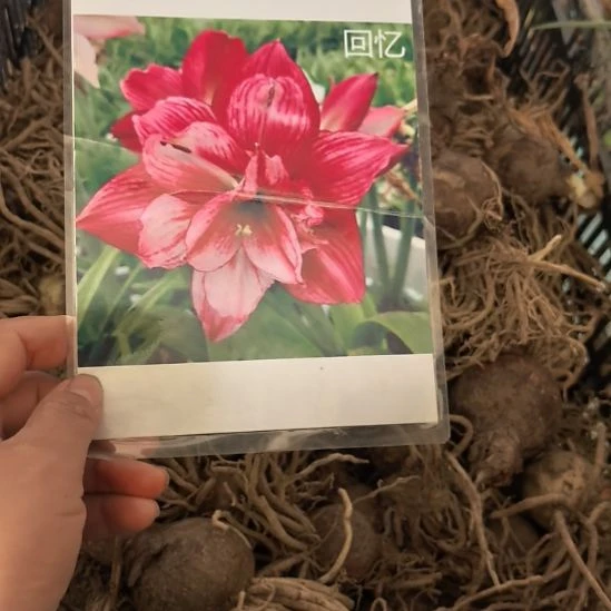 当前无花栽培后可以开花回忆4厘米裸根球3棵