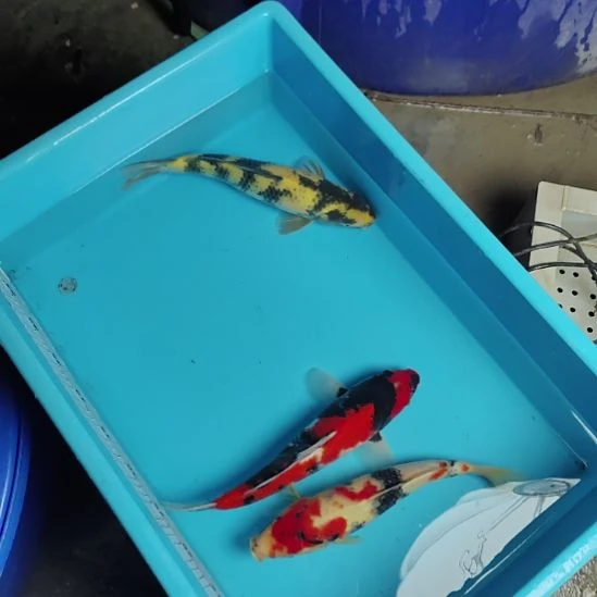 锦鲤观赏鱼锦鲤3尾