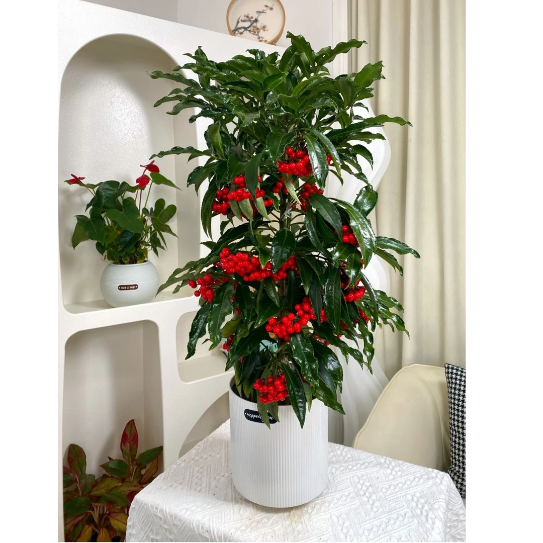 富贵籽带红果好养北美冬青黄金万两室内客厅办公室50-60公分净化