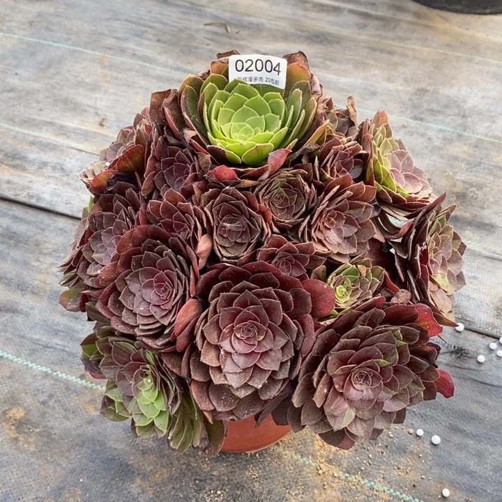 玉***儿02004花月夜多肉植物
