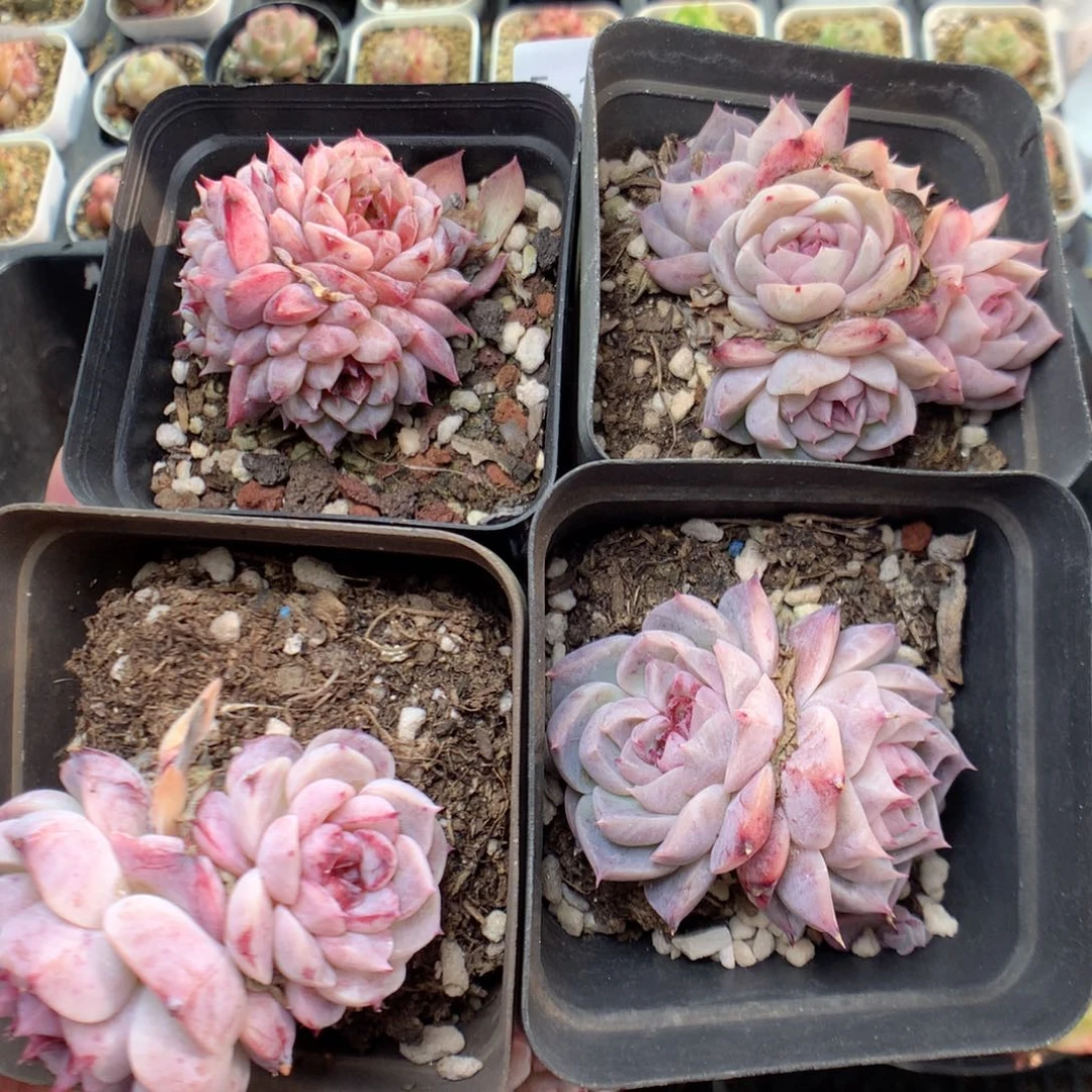 E182y y y y y y y y y y y